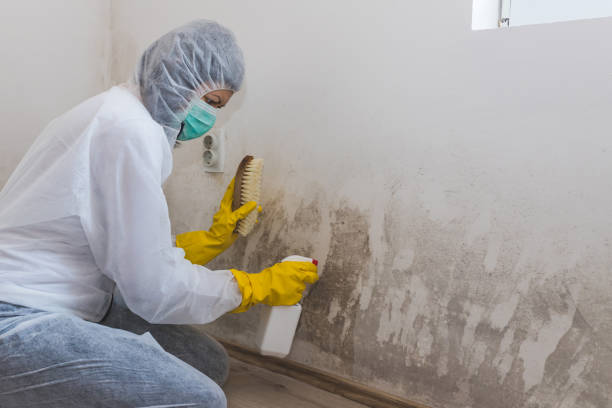 Best Attic Mold Removal  in Pinewood Estates, TX