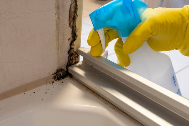 Best Mold Damage Repair  in Pinewood Estates, TX