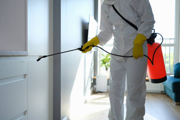 Best Home Mold Removal  in Pinewood Estates, TX