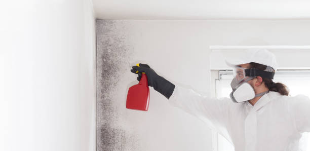 Best Black Mold Removal  in Pinewood Estates, TX