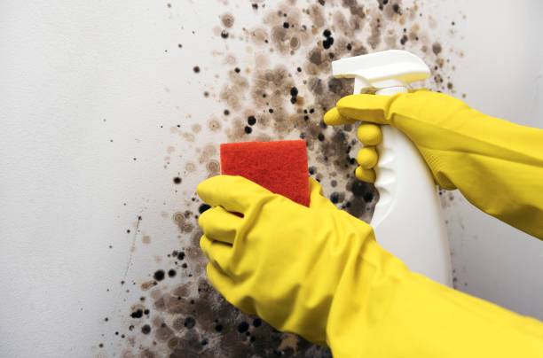 Best Professional Mold Removal  in Pinewood Estates, TX