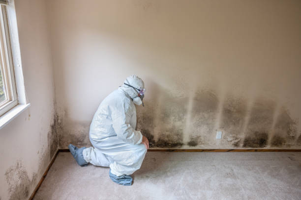 Best Crawl Space Mold Removal  in Pinewood Estates, TX