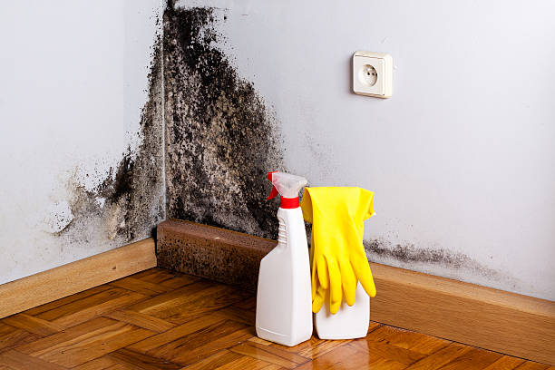 Best Black Mold Removal  in Pinewood Estates, TX