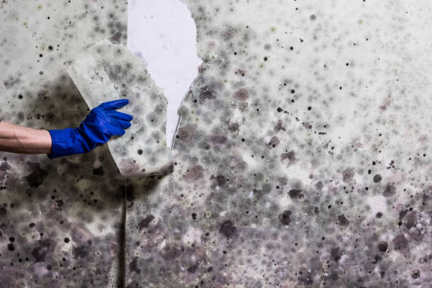 Best Mold Testing  in Pinewood Estates, TX