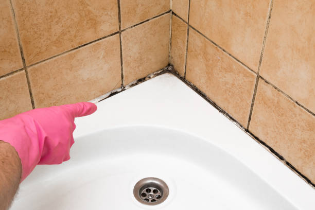 Best Mold Remediation  in Pinewood Estates, TX